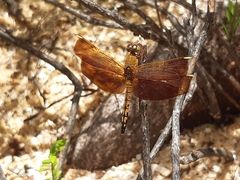 Neurothemis terminata