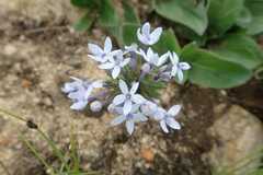 Pentanisia prunelloides