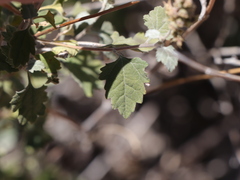 Ambrosia cordifolia