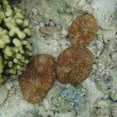 Lobactis scutaria