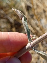 Salvia apiana
