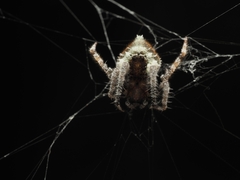 Eriovixia