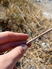 Salvia apiana
