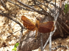 Neurothemis terminata