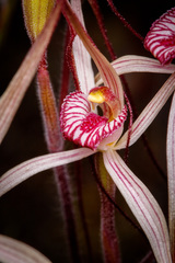 Caladenia
