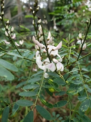 Indigofera australis