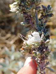Salvia apiana