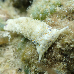 Plakobranchus ocellatus