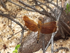 Neurothemis terminata