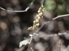 Ambrosia cordifolia