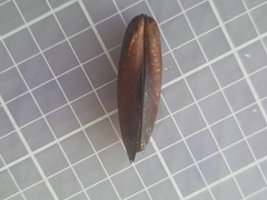 Lithophaga lithophaga