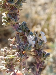 Salvia apiana