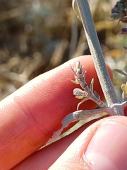 Salvia apiana