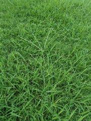 Digitaria ciliaris