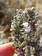 Salvia apiana