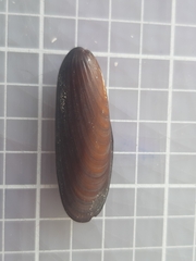 Lithophaga lithophaga