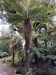 Cyathea smithii