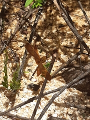 Neurothemis terminata