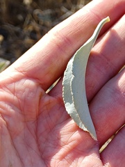 Salvia apiana