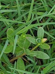 Portulaca umbraticola