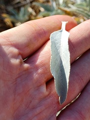 Salvia apiana
