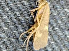 Neureclipsis bimaculata