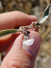 Salvia apiana