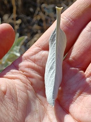Salvia apiana