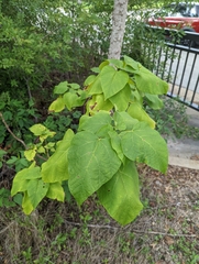 Catalpa speciosa