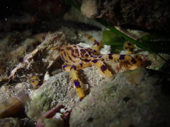 Hapalochlaena maculosa