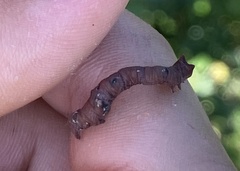Biston betularia
