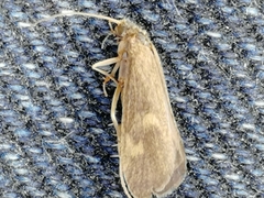 Neureclipsis bimaculata