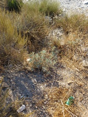 Salvia apiana