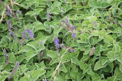 Coleus