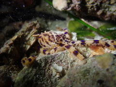 Hapalochlaena maculosa