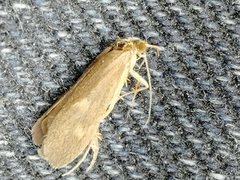 Neureclipsis bimaculata