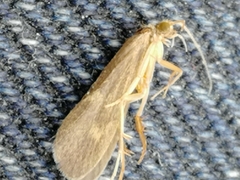 Neureclipsis bimaculata