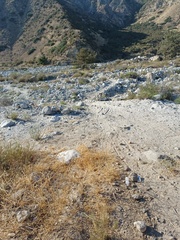 Salvia apiana