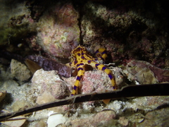 Hapalochlaena maculosa