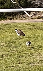 Vanellus miles novaehollandiae
