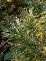 Pinus sibirica