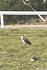 Vanellus miles novaehollandiae