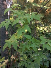 Clematis alpina sibirica