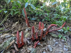 Balanophora laxiflora