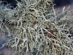 Ramalina