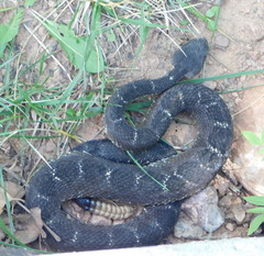 Crotalus cerberus