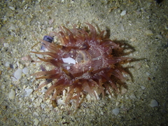 Bunodactis altifossa