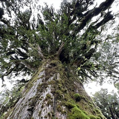 Podocarpus laetus