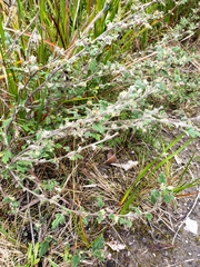 Xanthosia pilosa