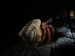 Dardanus crassimanus